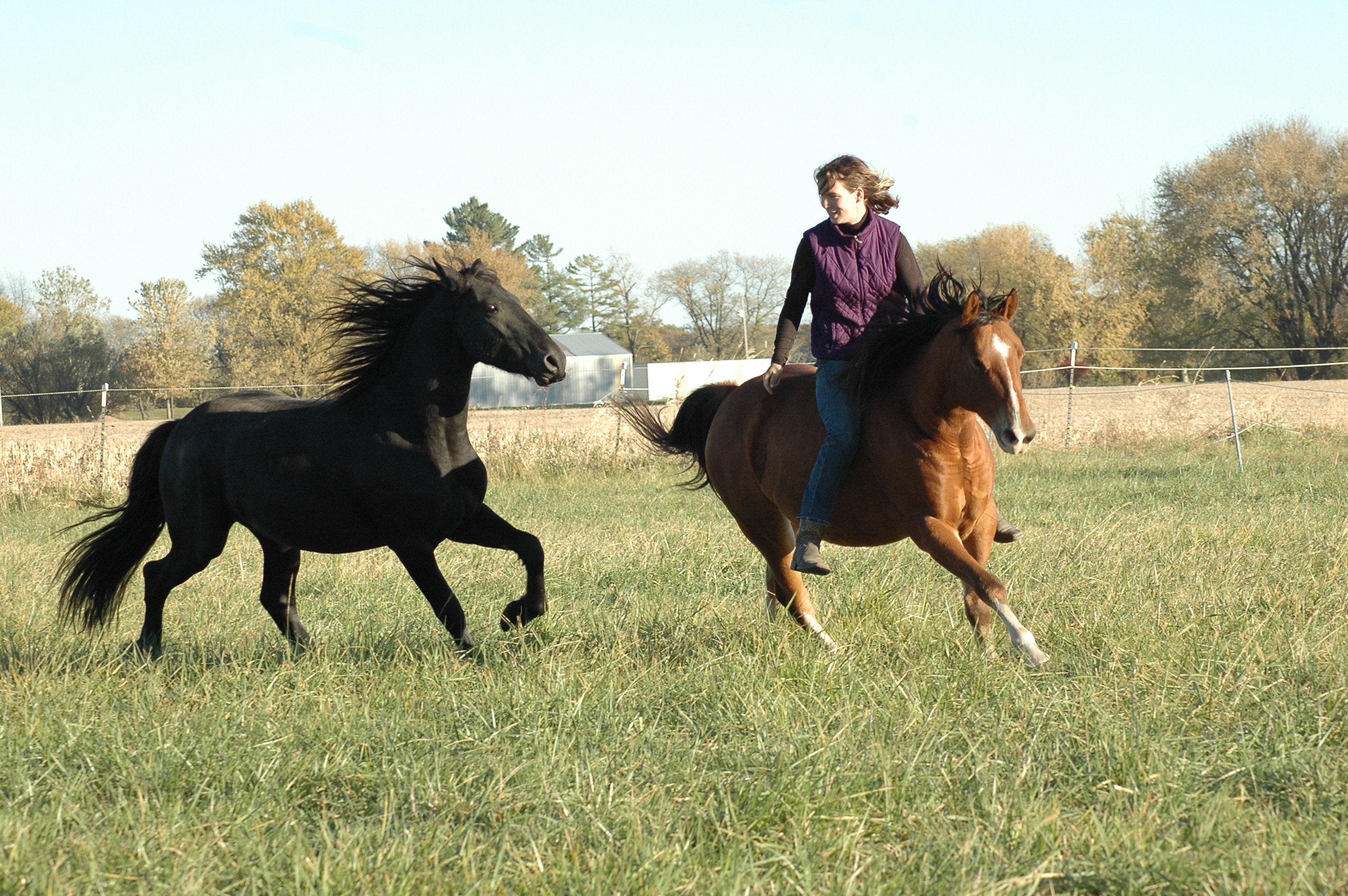 Bridleless riding and connection