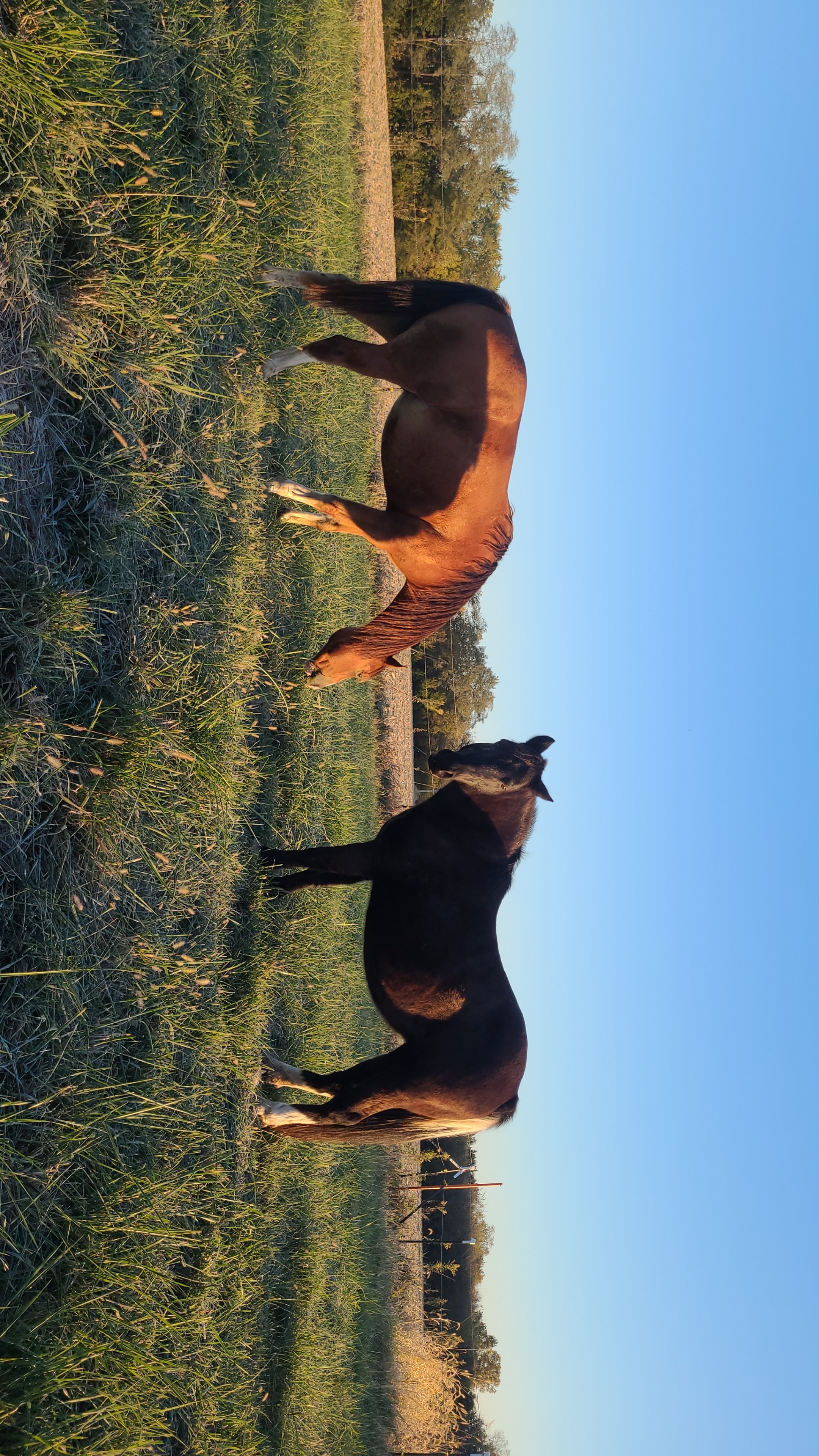Horse and rider working with soft focus
