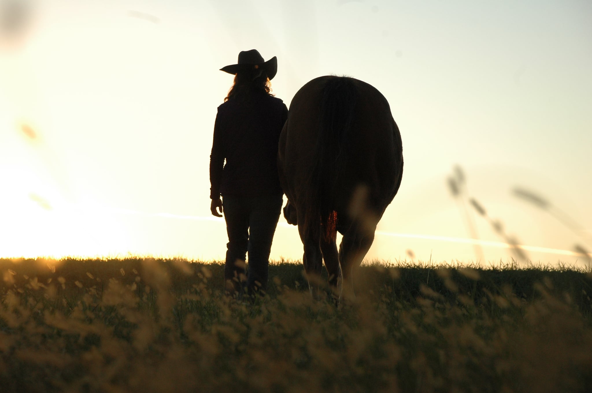 Horse and handler sharing a calm moment