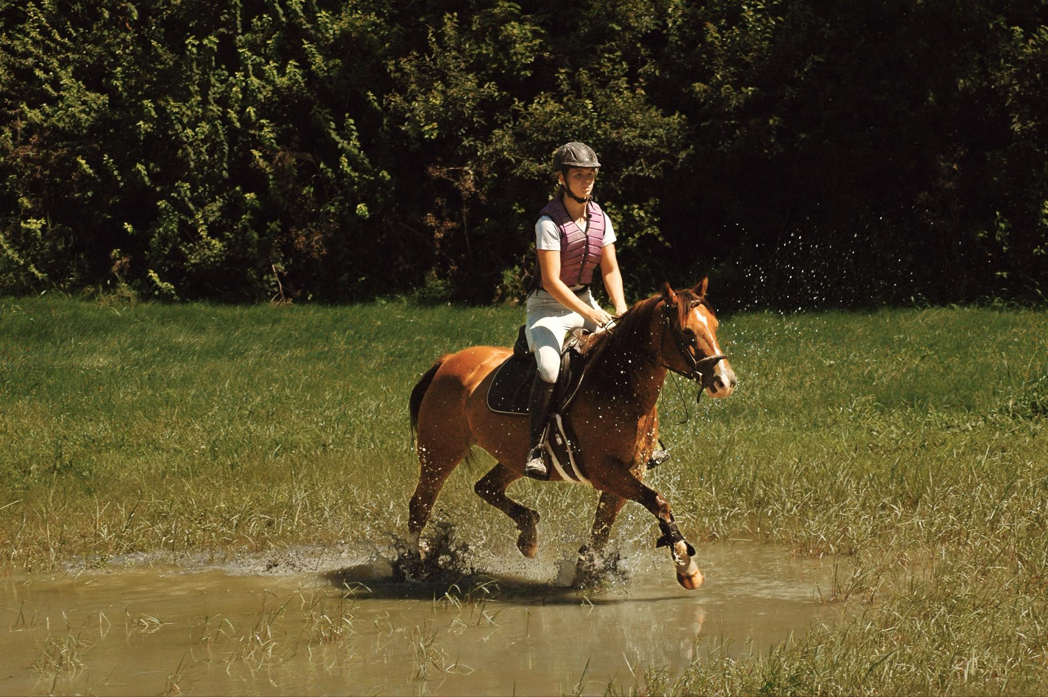 Horse moving forward with intention