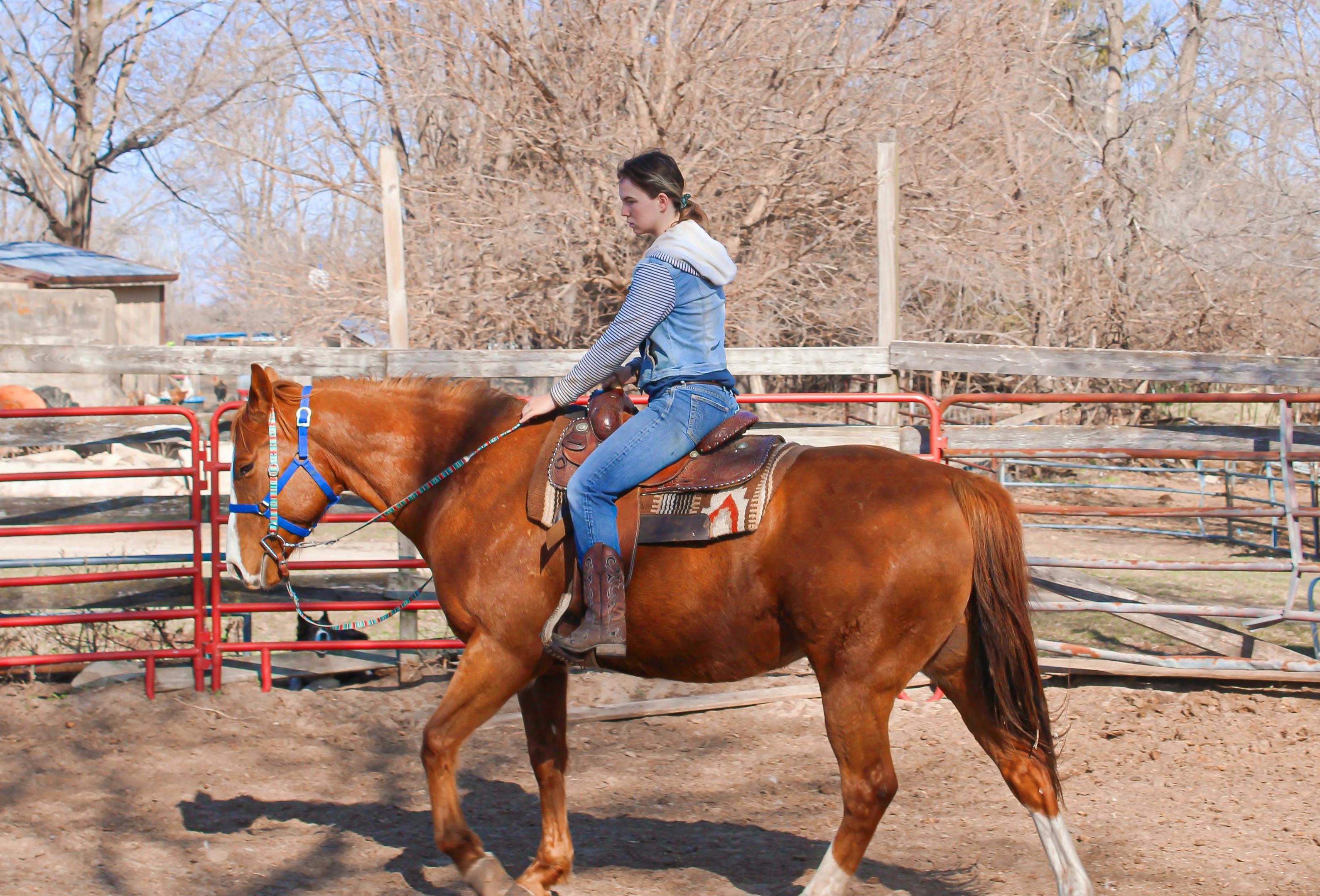 Sensitive horse softening with a calm handler