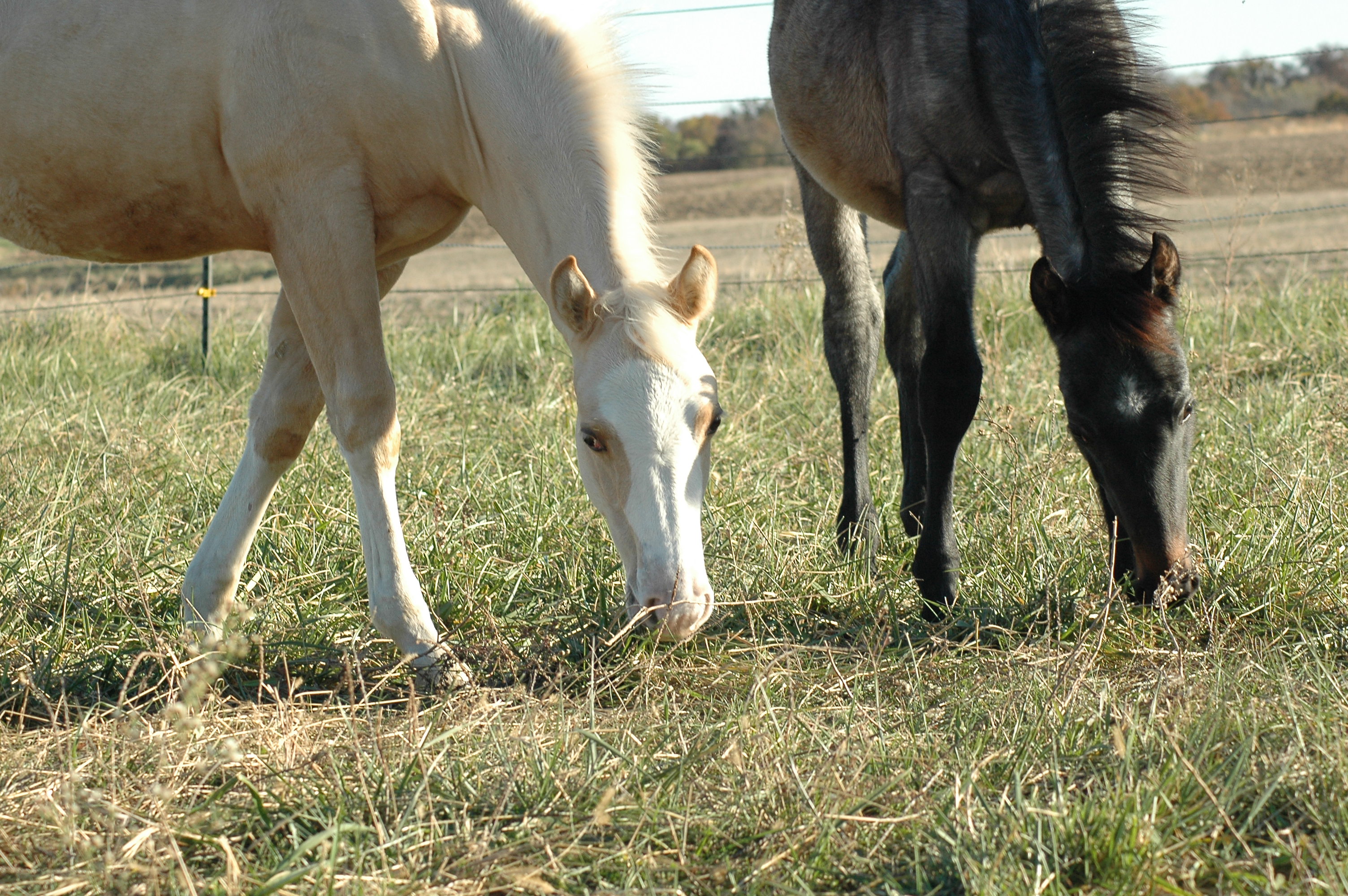Young horse working quietly with a trainer
