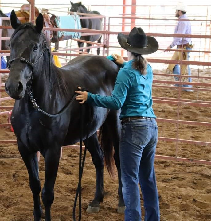 Brushing my colt starting filly