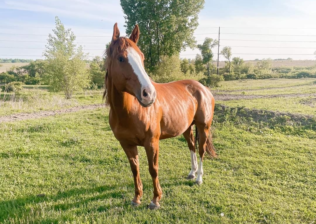 Photo of Red in a feild