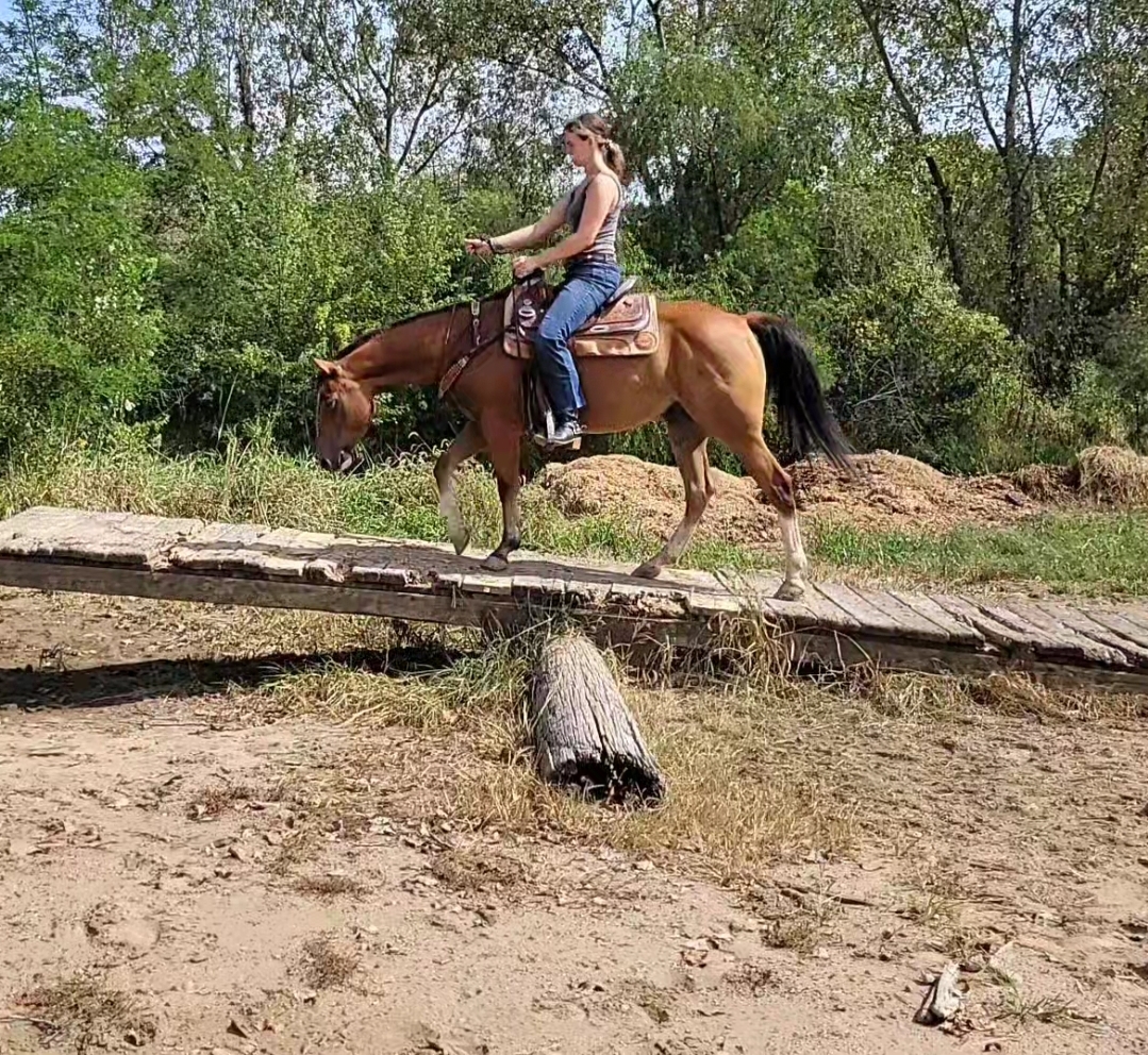 Rocky bridleless crossing the Teeter-Totter