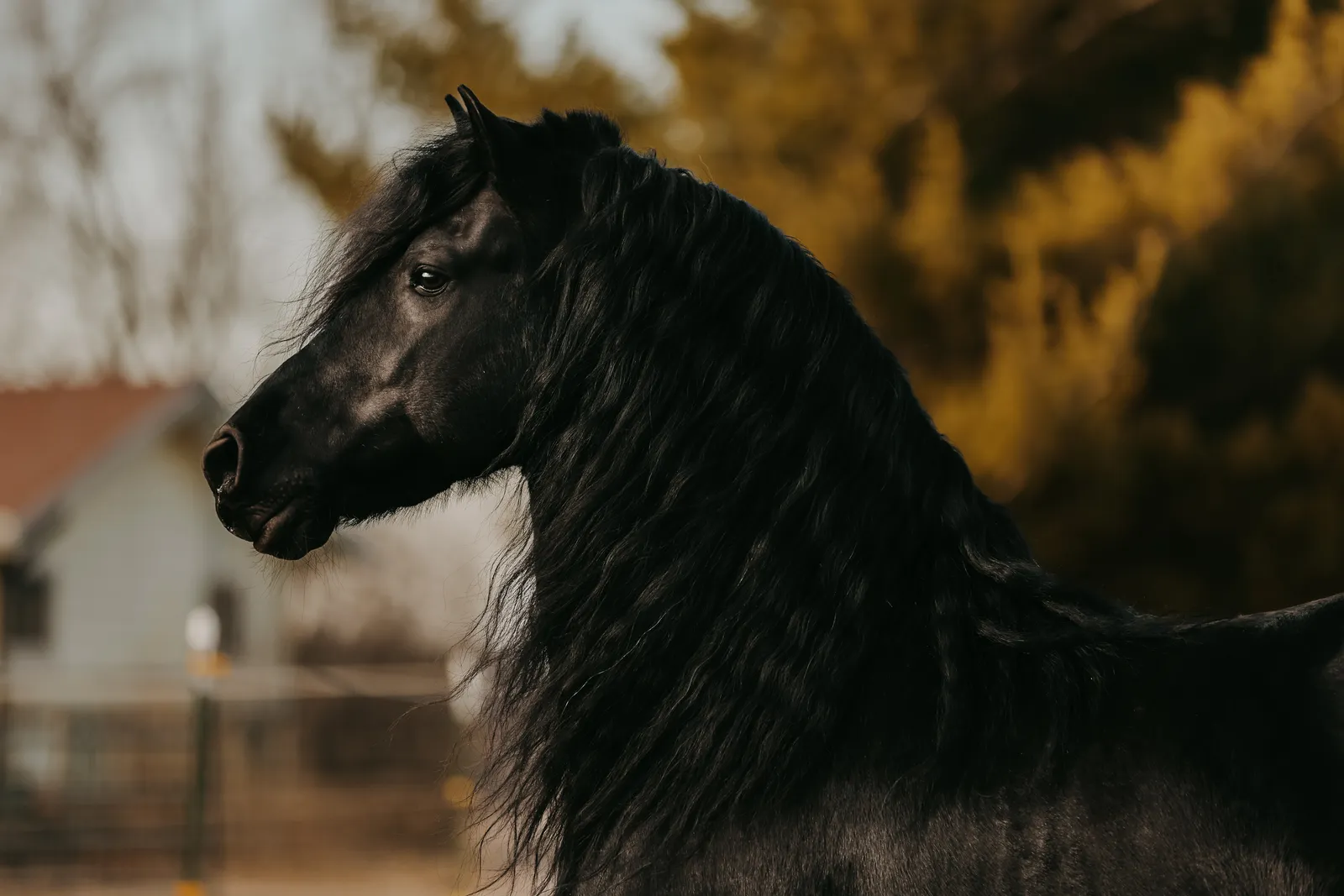 Tjerk Fan Bonnie View Face