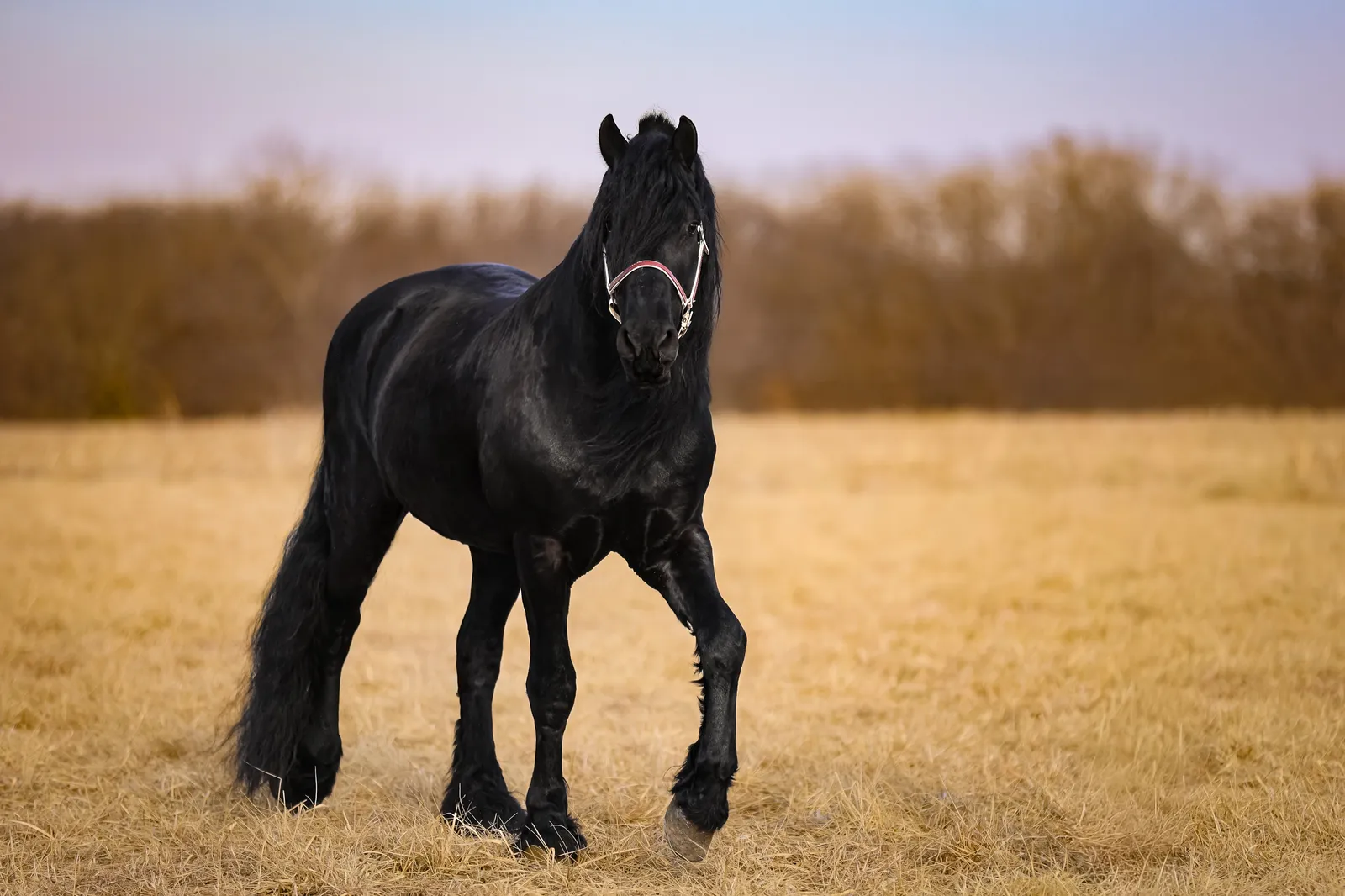 Tjerk Fan Bonnie View Trotting photo