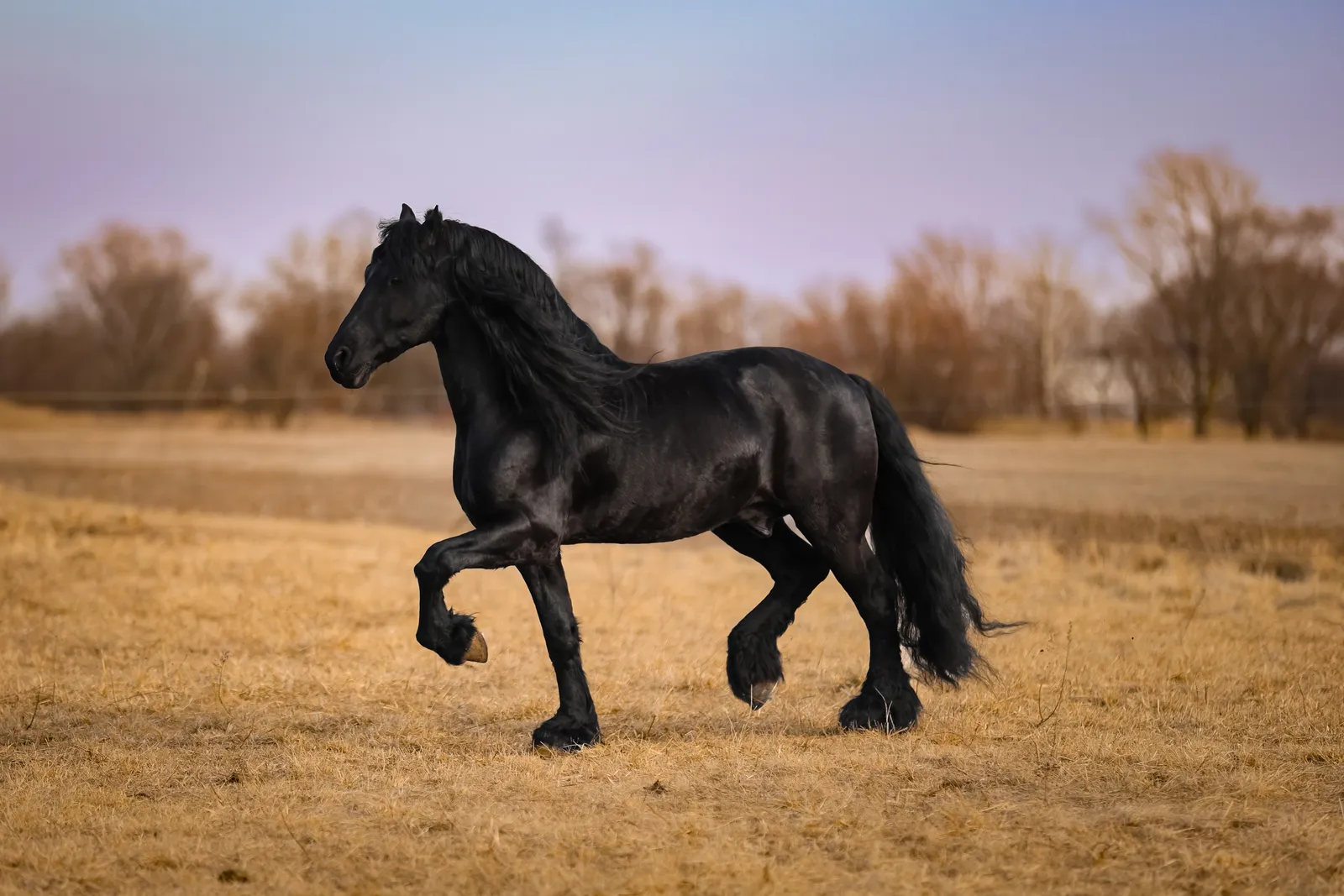 Tjerk Fan Bonnie View Face