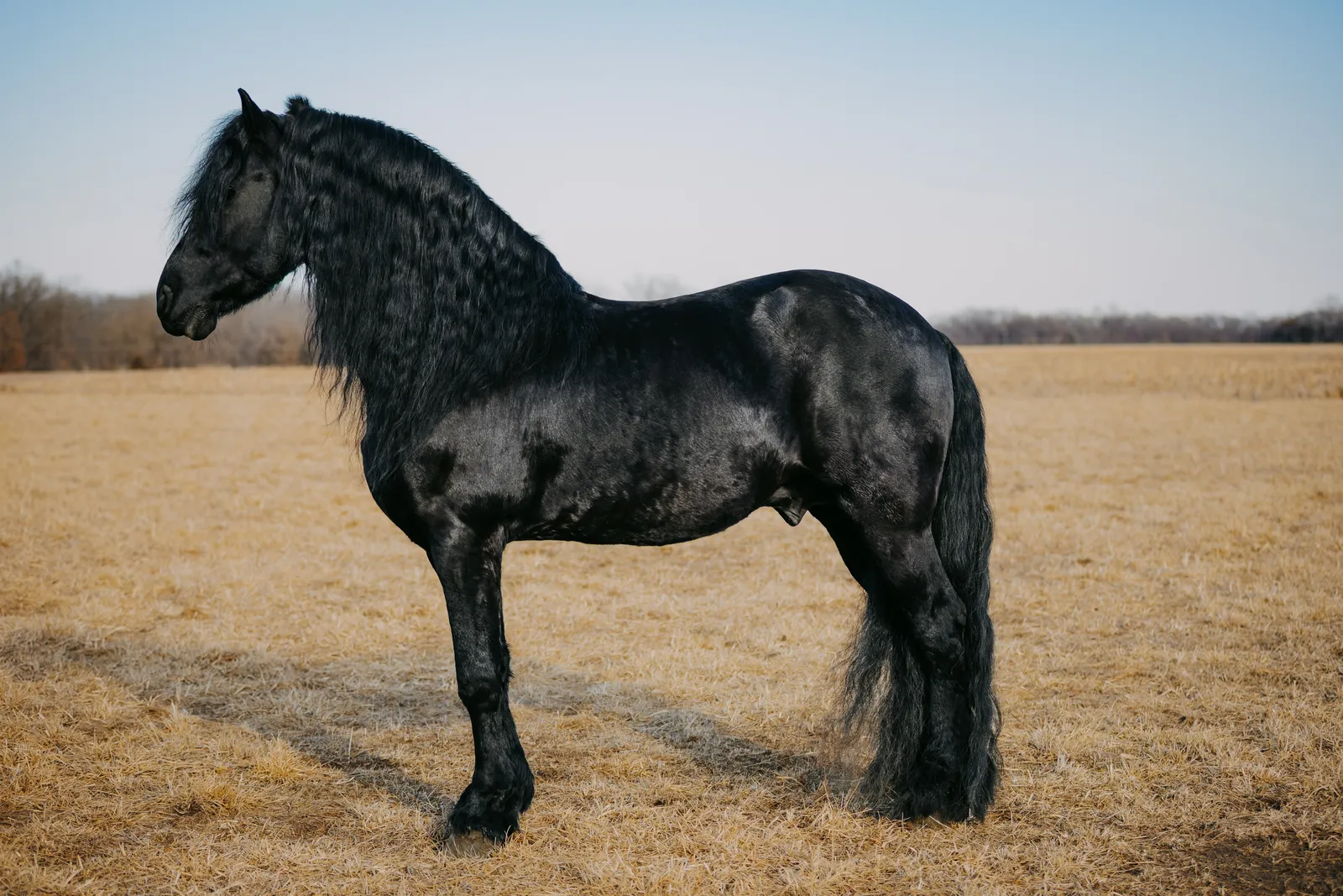 Tjerk Fan Bonnie View conformation photo