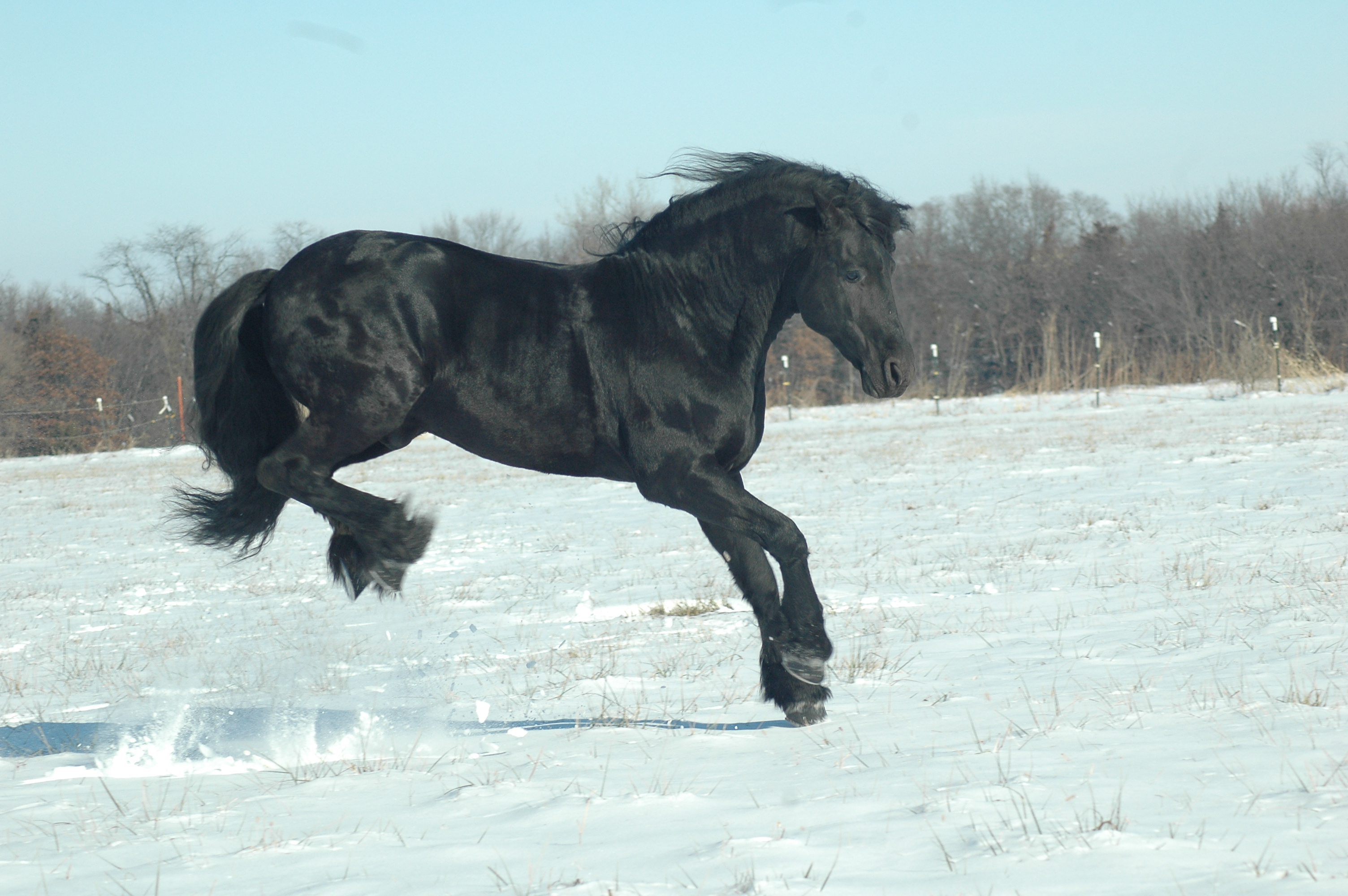 Tjerk Fan Bonnie View - Bucking and playing
