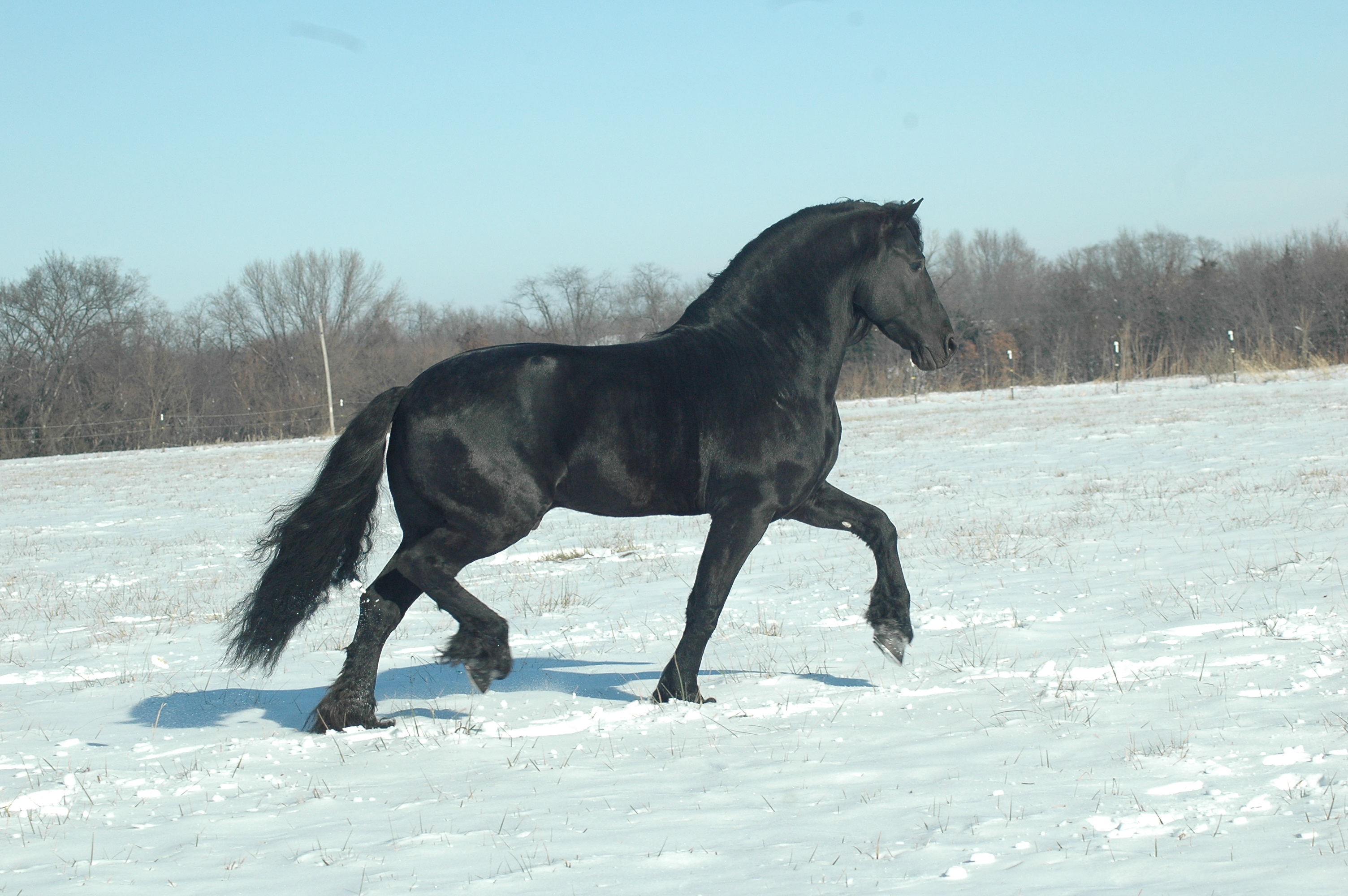 Tjerk Fan Bonnie View, 2014 Friesian Stallion