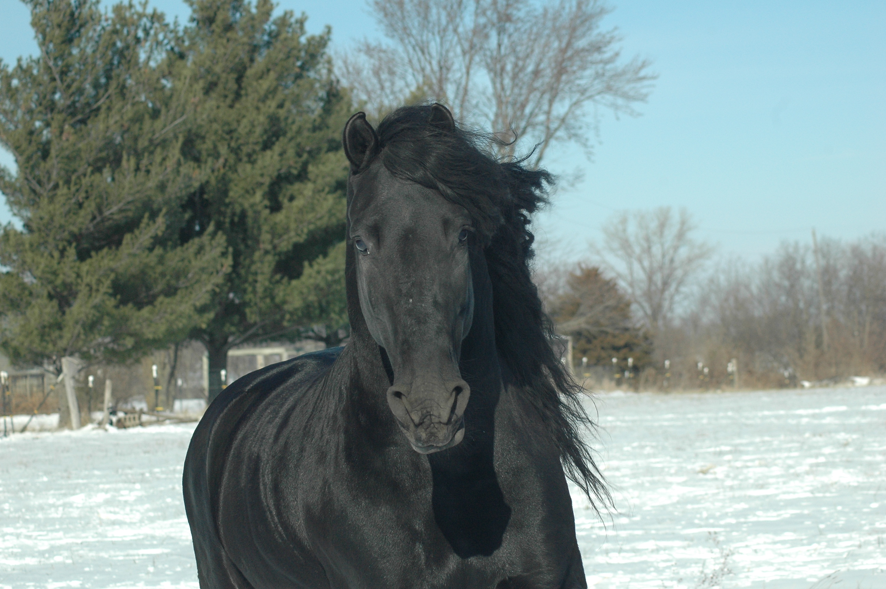 Tjerk Fan Bonnie View — Friesian Stallion