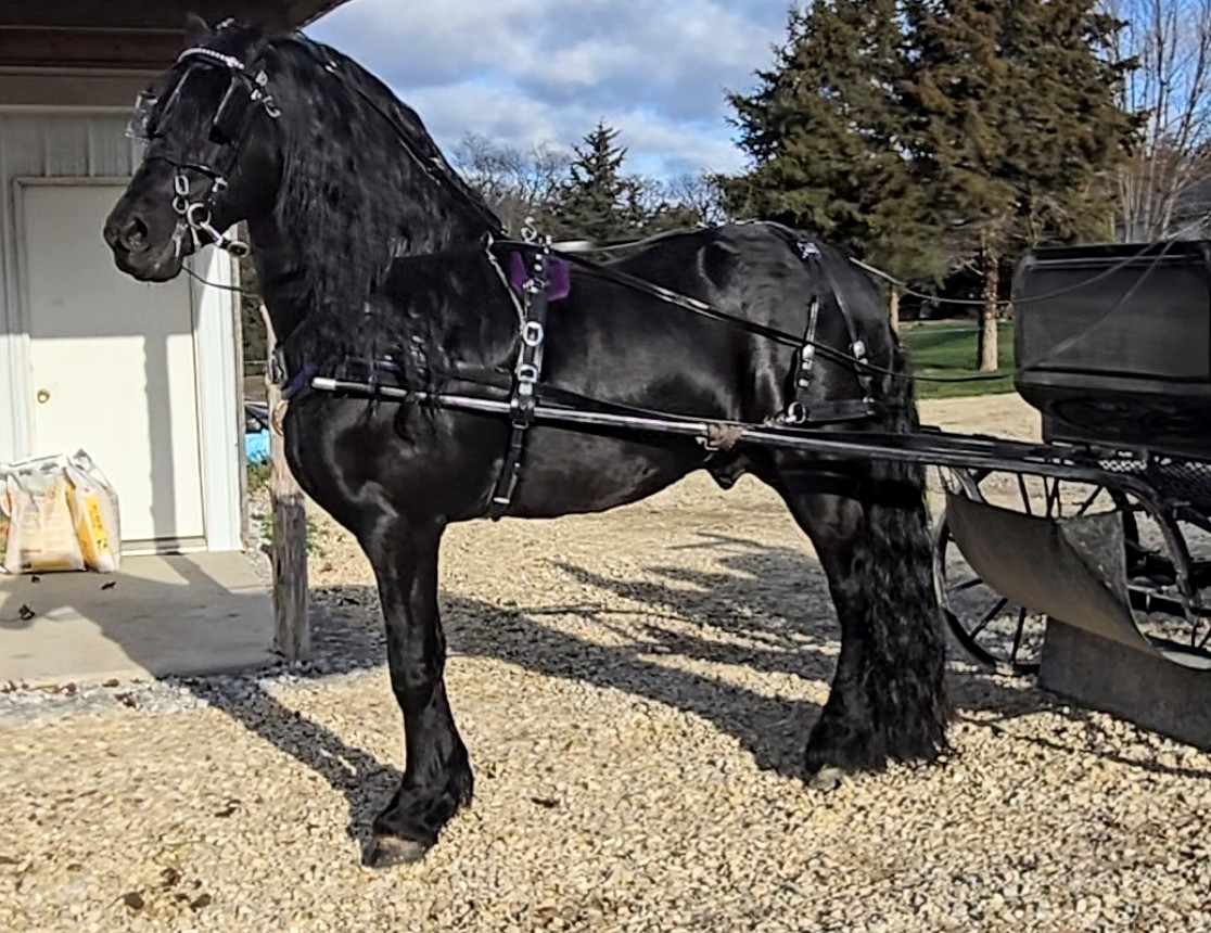 Tjerk Fan Bonnie View Driving