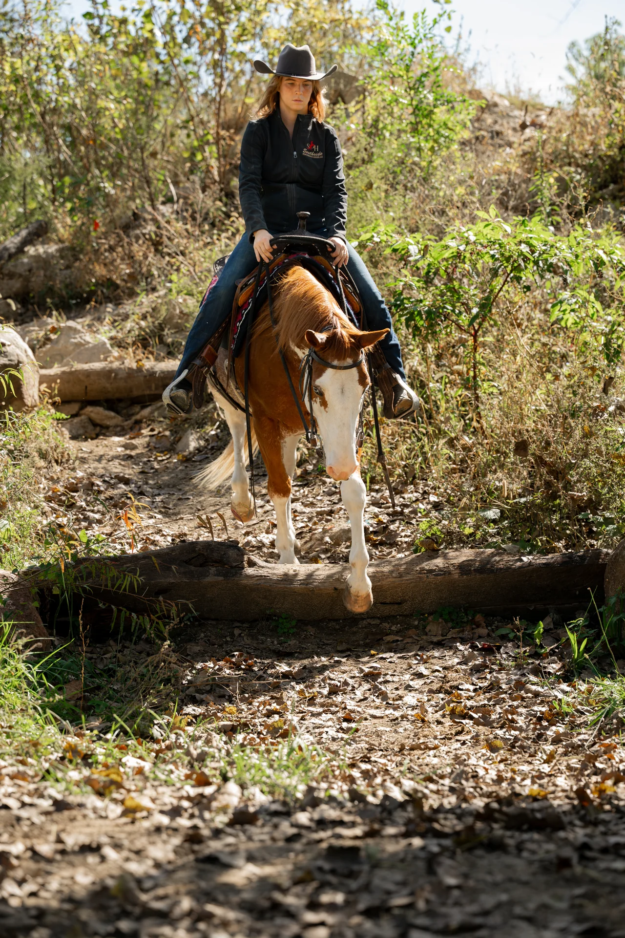 Echo 7yr Gelding